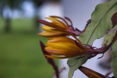 SONY DSC