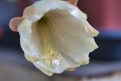 SONY DSC