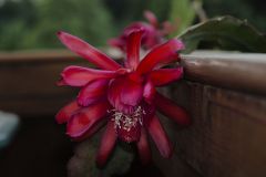 SONY DSC