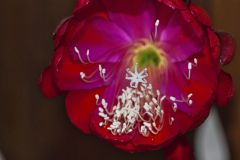 SONY DSC