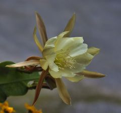 SONY DSC
