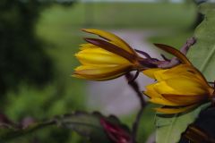 SONY DSC