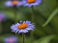 SONY DSC